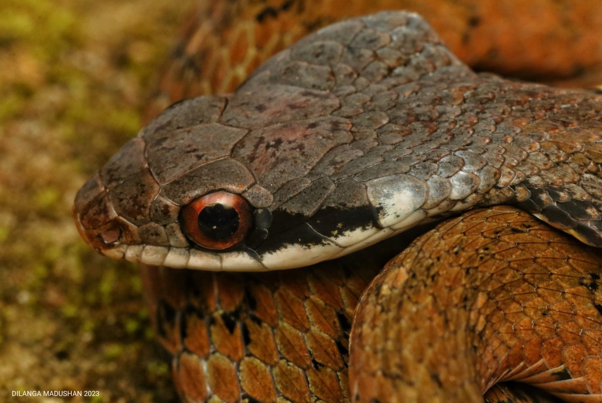 Rhabdophis ceylonensis Gunther, 1858